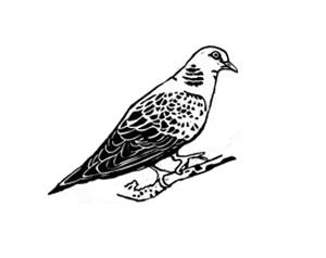 Turtle dove